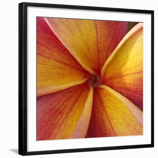 Orange Plumeria at Molokai Plumerias, Molokai, Hawaii, USA-Bruce Behnke-Framed Photographic Print