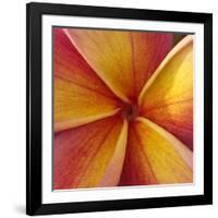 Orange Plumeria at Molokai Plumerias, Molokai, Hawaii, USA-Bruce Behnke-Framed Photographic Print