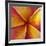 Orange Plumeria at Molokai Plumerias, Molokai, Hawaii, USA-Bruce Behnke-Framed Photographic Print