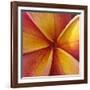 Orange Plumeria at Molokai Plumerias, Molokai, Hawaii, USA-Bruce Behnke-Framed Photographic Print