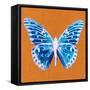 Orange Pop Butterfly-Christine Caldwell-Framed Stretched Canvas