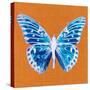 Orange Pop Butterfly-Christine Caldwell-Stretched Canvas