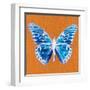 Orange Pop Butterfly-Christine Caldwell-Framed Art Print