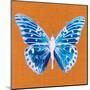 Orange Pop Butterfly-Christine Caldwell-Mounted Art Print