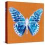 Orange Pop Butterfly-Christine Caldwell-Stretched Canvas