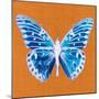 Orange Pop Butterfly-Christine Caldwell-Mounted Art Print