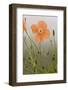 Orange Poppy (Papaver fugax) flowering, Cam Pass (Cam Gecidi), Anatolia, Turkey-Bob Gibbons-Framed Photographic Print