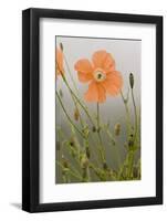 Orange Poppy (Papaver fugax) flowering, Cam Pass (Cam Gecidi), Anatolia, Turkey-Bob Gibbons-Framed Photographic Print