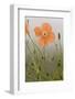 Orange Poppy (Papaver fugax) flowering, Cam Pass (Cam Gecidi), Anatolia, Turkey-Bob Gibbons-Framed Photographic Print