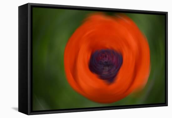 Orange Poppy-Savanah Stewart-Framed Stretched Canvas