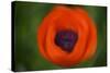 Orange Poppy-Savanah Stewart-Stretched Canvas