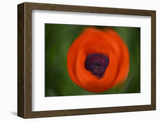 Orange Poppy-Savanah Stewart-Framed Photographic Print