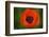 Orange Poppy-Savanah Stewart-Framed Photographic Print