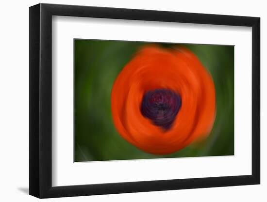 Orange Poppy-Savanah Stewart-Framed Photographic Print