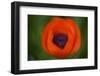 Orange Poppy-Savanah Stewart-Framed Photographic Print