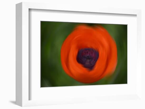 Orange Poppy-Savanah Stewart-Framed Photographic Print