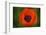 Orange Poppy-Savanah Stewart-Framed Photographic Print