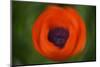 Orange Poppy-Savanah Stewart-Mounted Photographic Print