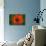 Orange Poppy-Savanah Stewart-Photographic Print displayed on a wall