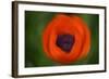 Orange Poppy-Savanah Stewart-Framed Photographic Print