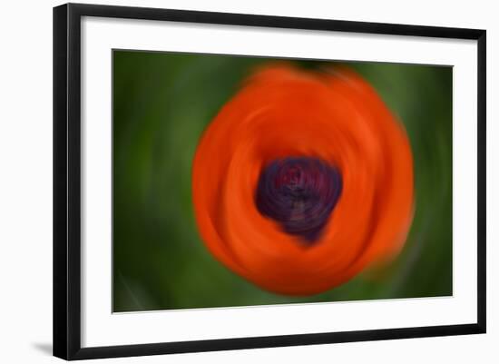 Orange Poppy-Savanah Stewart-Framed Photographic Print