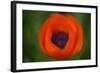 Orange Poppy-Savanah Stewart-Framed Photographic Print