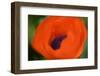 Orange Poppy-Savanah Stewart-Framed Photographic Print