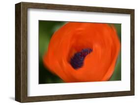 Orange Poppy-Savanah Stewart-Framed Photographic Print