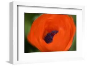 Orange Poppy-Savanah Stewart-Framed Photographic Print