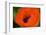 Orange Poppy-Savanah Stewart-Framed Photographic Print
