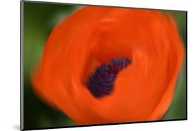 Orange Poppy-Savanah Stewart-Mounted Photographic Print