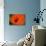 Orange Poppy-Savanah Stewart-Photographic Print displayed on a wall