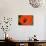 Orange Poppy-Savanah Stewart-Photographic Print displayed on a wall