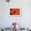 Orange Poppy-Savanah Stewart-Framed Photographic Print displayed on a wall