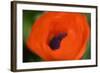 Orange Poppy-Savanah Stewart-Framed Photographic Print