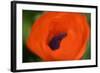 Orange Poppy-Savanah Stewart-Framed Photographic Print