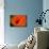Orange Poppy-Savanah Stewart-Mounted Photographic Print displayed on a wall