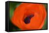 Orange Poppy-Savanah Stewart-Framed Stretched Canvas