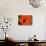Orange Poppy-Savanah Stewart-Stretched Canvas displayed on a wall