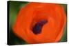 Orange Poppy-Savanah Stewart-Stretched Canvas