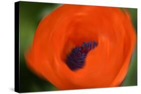 Orange Poppy-Savanah Stewart-Stretched Canvas