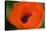 Orange Poppy-Savanah Stewart-Stretched Canvas