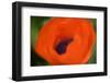 Orange Poppy-Savanah Stewart-Framed Premium Photographic Print