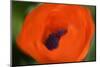 Orange Poppy-Savanah Stewart-Mounted Premium Photographic Print