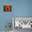 Orange Poppy-Savanah Plank-Photo displayed on a wall