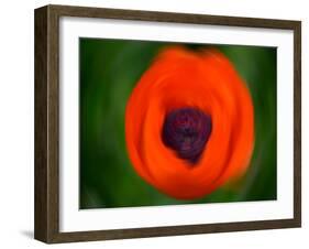 Orange Poppy-Savanah Plank-Framed Photo