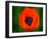 Orange Poppy-Savanah Plank-Framed Photo