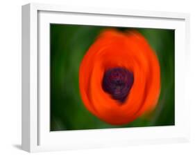 Orange Poppy-Savanah Plank-Framed Photo