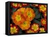 Orange Primroses Pattern, Washington, USA-Jamie & Judy Wild-Framed Stretched Canvas