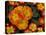 Orange Primroses Pattern, Washington, USA-Jamie & Judy Wild-Stretched Canvas